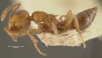 Media type: image;   Entomology 20799 Aspect: habitus lateral view